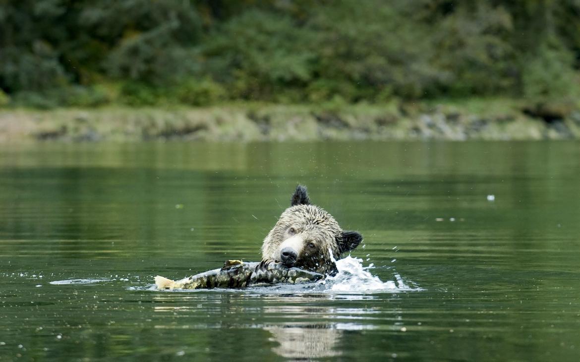 Grizzli (Ursus arctos horribilis), se régalant de saumon dans une rivière à Mussel Inlet dans la forêt pluviale Great Bear, Canada
