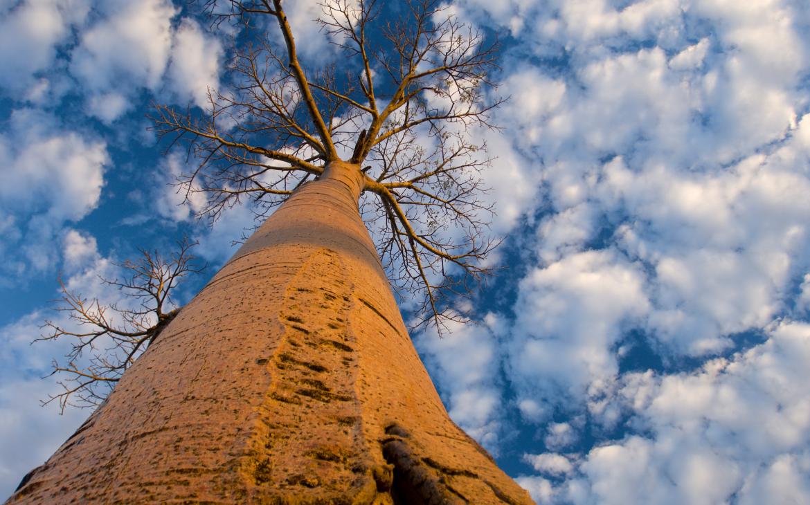 Vue du bas sur un Baobab (Andasonian grandidieri) (Madagascar)