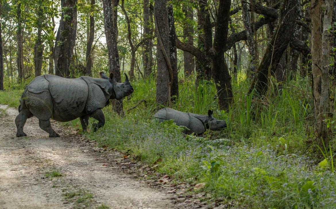 Deux grand rhinocéros à une corne (Rhinoceros unicornis) dans le parc national royal de Chitwan (Népal)