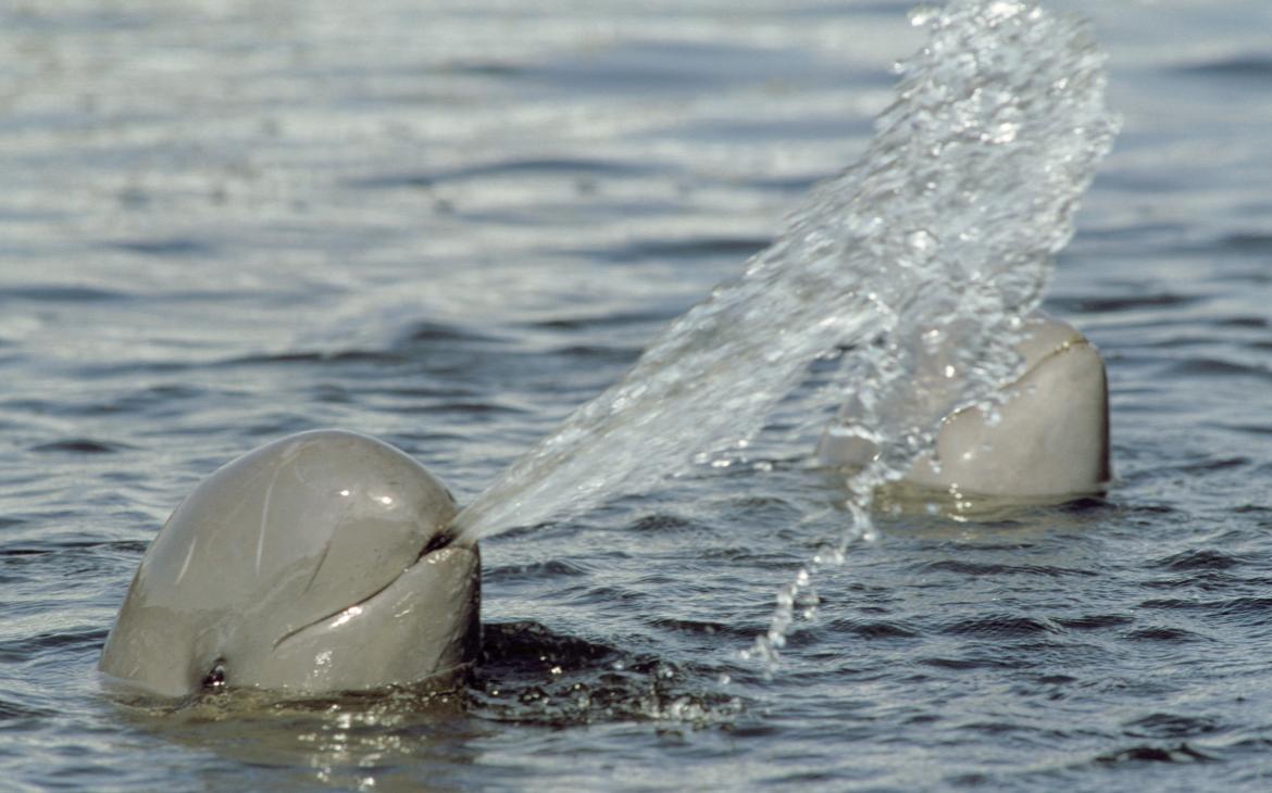 Deux dauphins de l'Irrawaddy (Orcaella brevirostris) jouent dans l'eau (Thaïlande) 