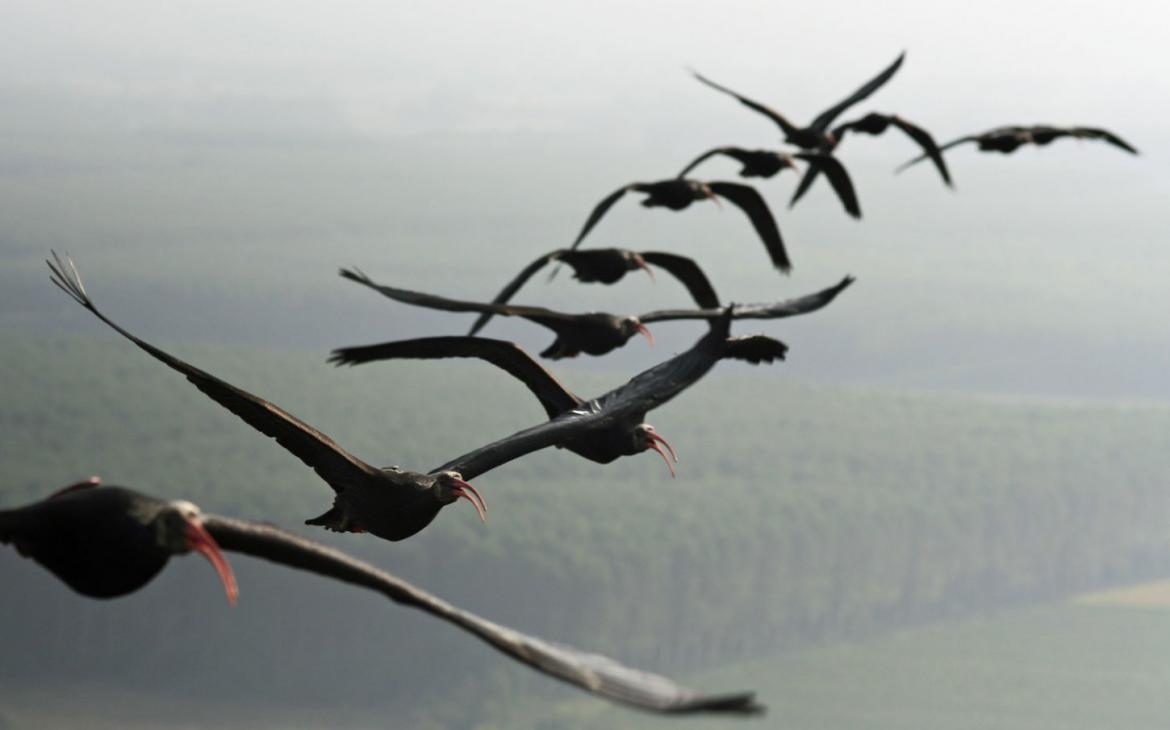 Un groupe d'ibis (Geronticus eremita) chauve en plein vol vers les Alpes (Allemagne)