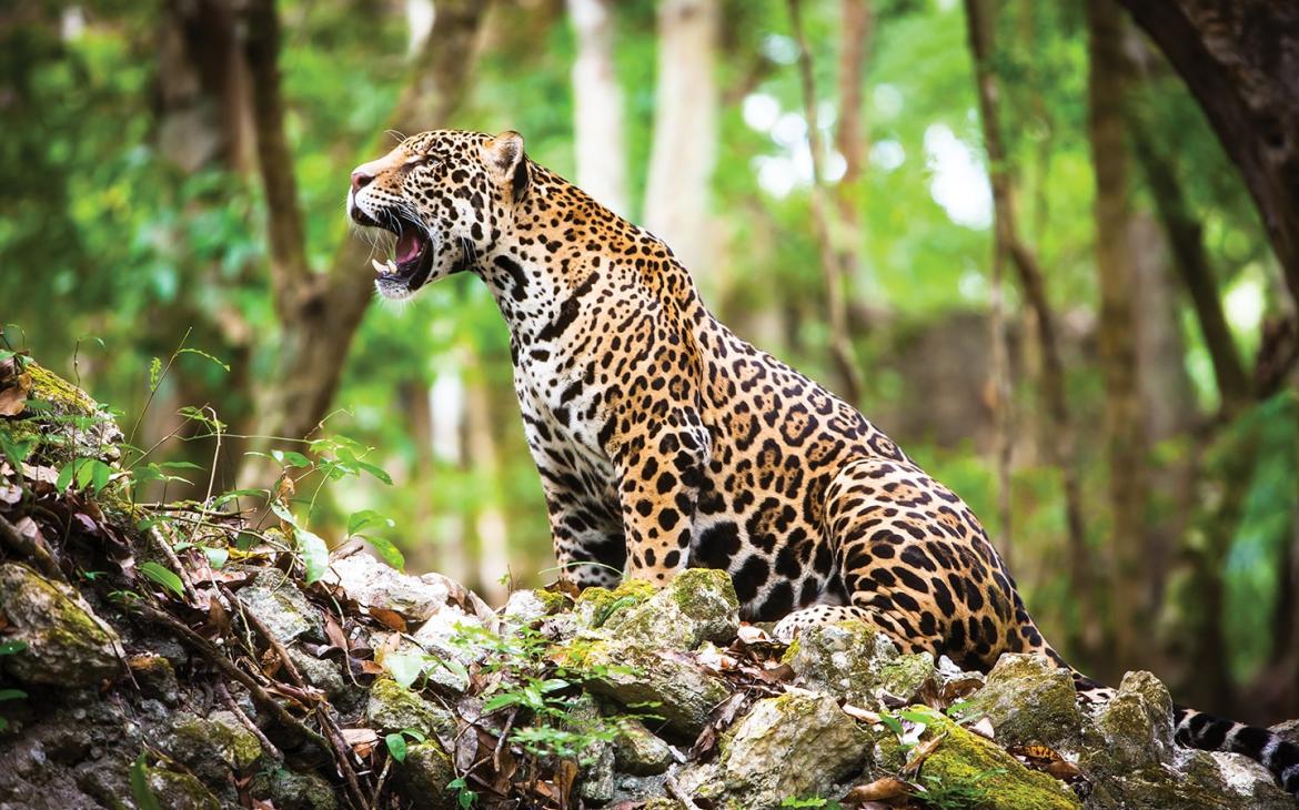 Un jaguar (Panthera onca) rugissant dans la forêt