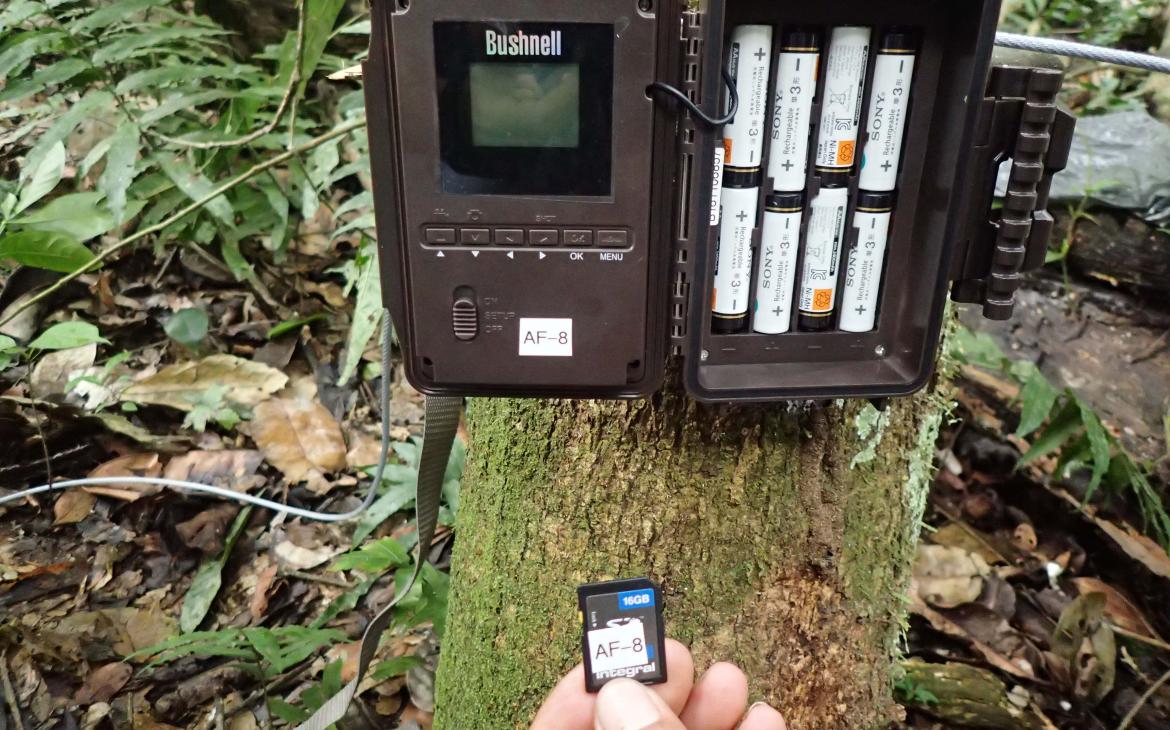 Un piège photographique accroché sur un arbre dans la réserve de Chico Mendes (Brésil)