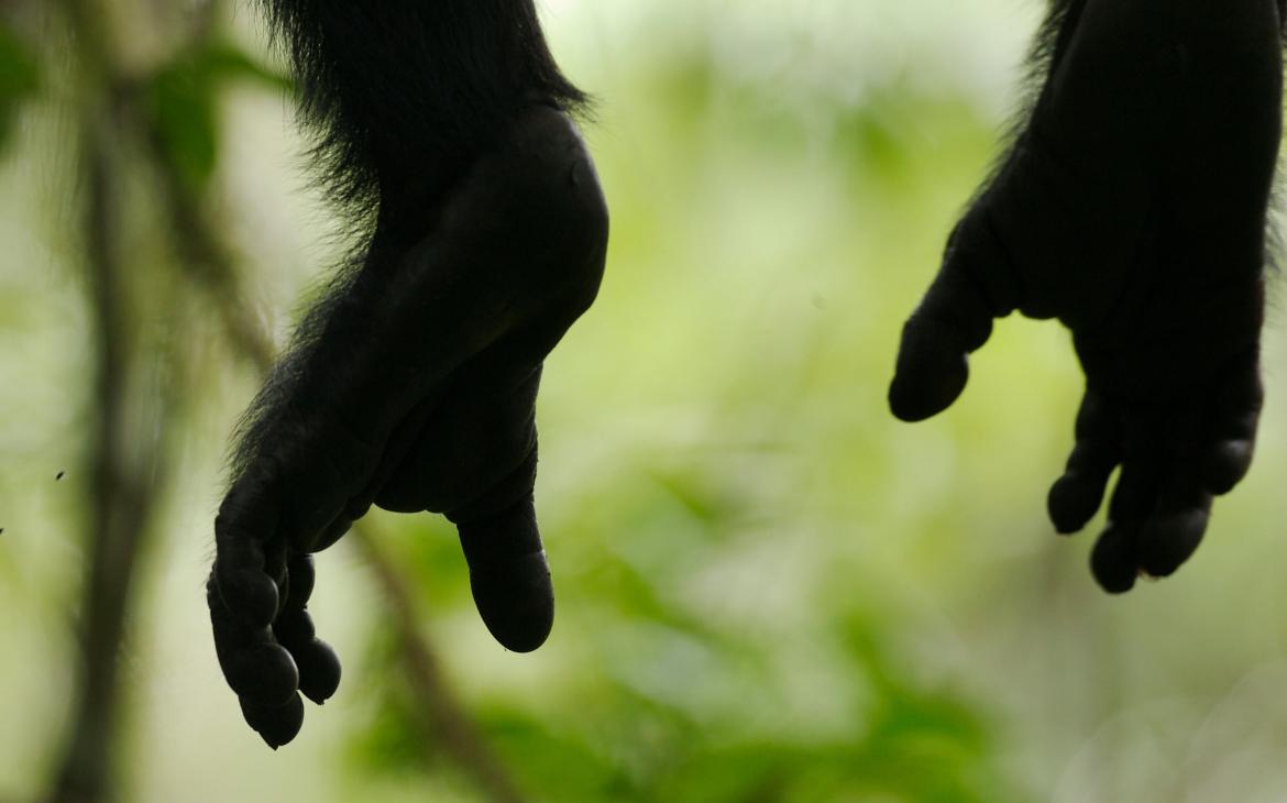 Gros plan sur les pieds d'un chimpanzé (Pan, troglodytes) dans le parc national de Kibale (Ouganda)