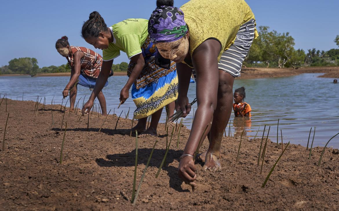 Des villageois malgaches replantent des propagules de mangrove pour les restaurer (Madagascar)