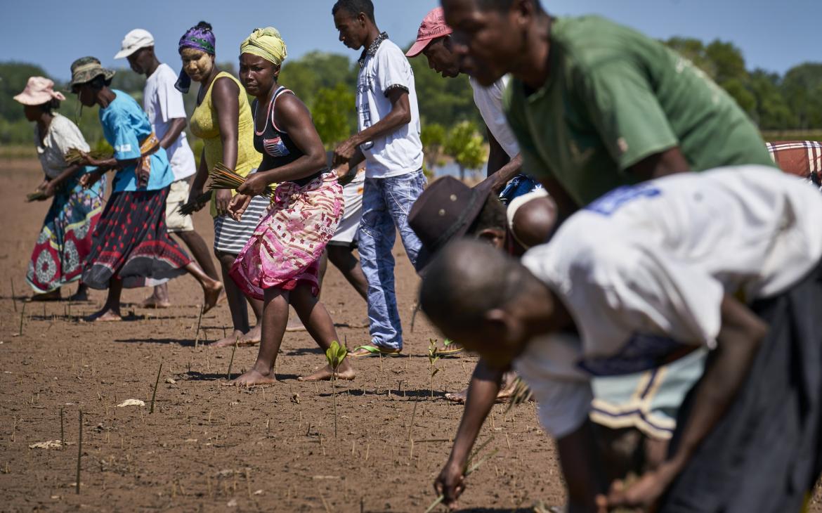 Des villageois malgaches replantent des propagules de mangrove pour les restaurer (Madagascar)