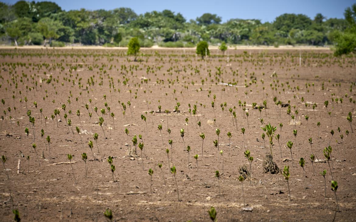 Champ de mangroves restaurées par un village malgache (Madagascar)