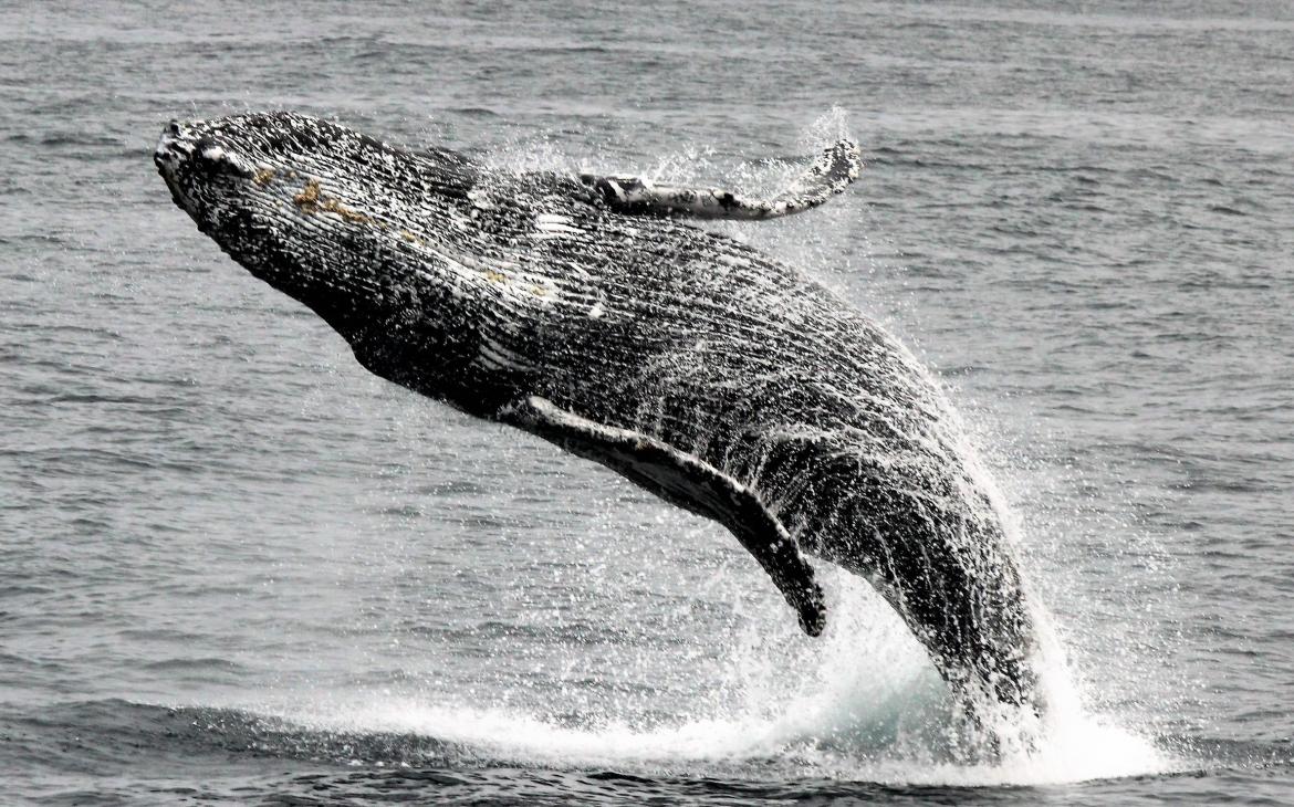 Un rorqual commun (Balaenoptera physalus) dans la baie de Monterey en Californie (USA)