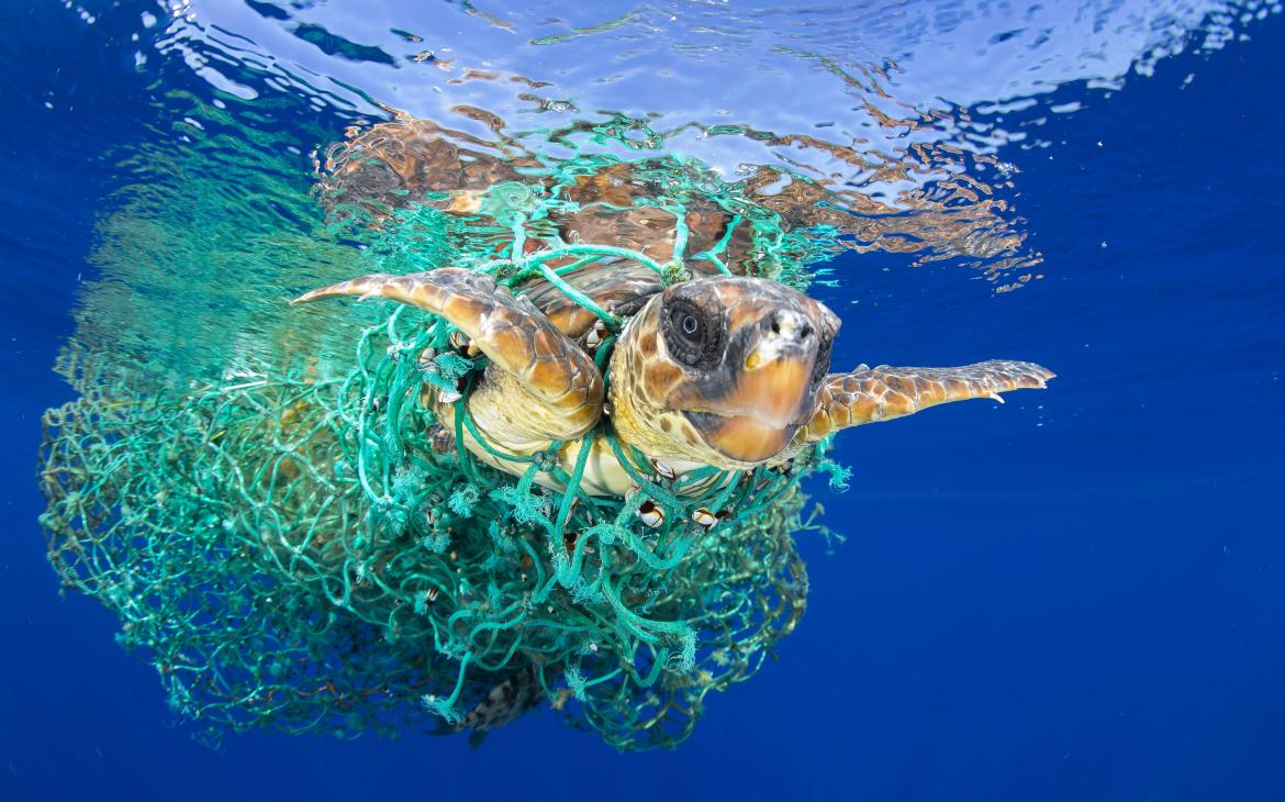 Une tortue caouanne (Caretta caretta) empêtrée dans un fil de pêche abandonné, nage au large des côtes de Tenerife, (Iles des Canaries)