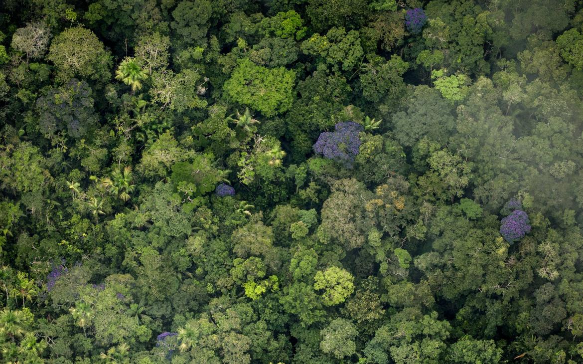 Forêt vierge dans le sud-est du Parc national naturel de la Serranía de Chiribiquete, Colombie