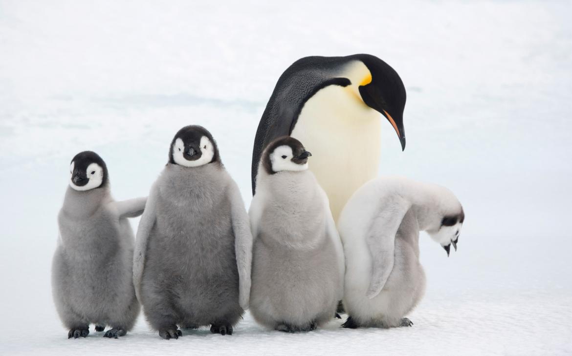 Un manchots empereur et ses petits (Aptenodytes forsteri), colonie Snow Hill Island, Antarctique