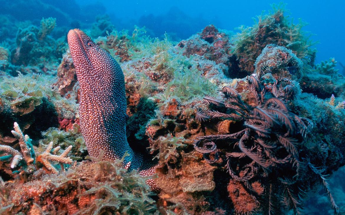 Murène ponctuée (Gymnothorax meleagris) dans des coraux, Barrière de corail (Nouvelle-Calédonie)