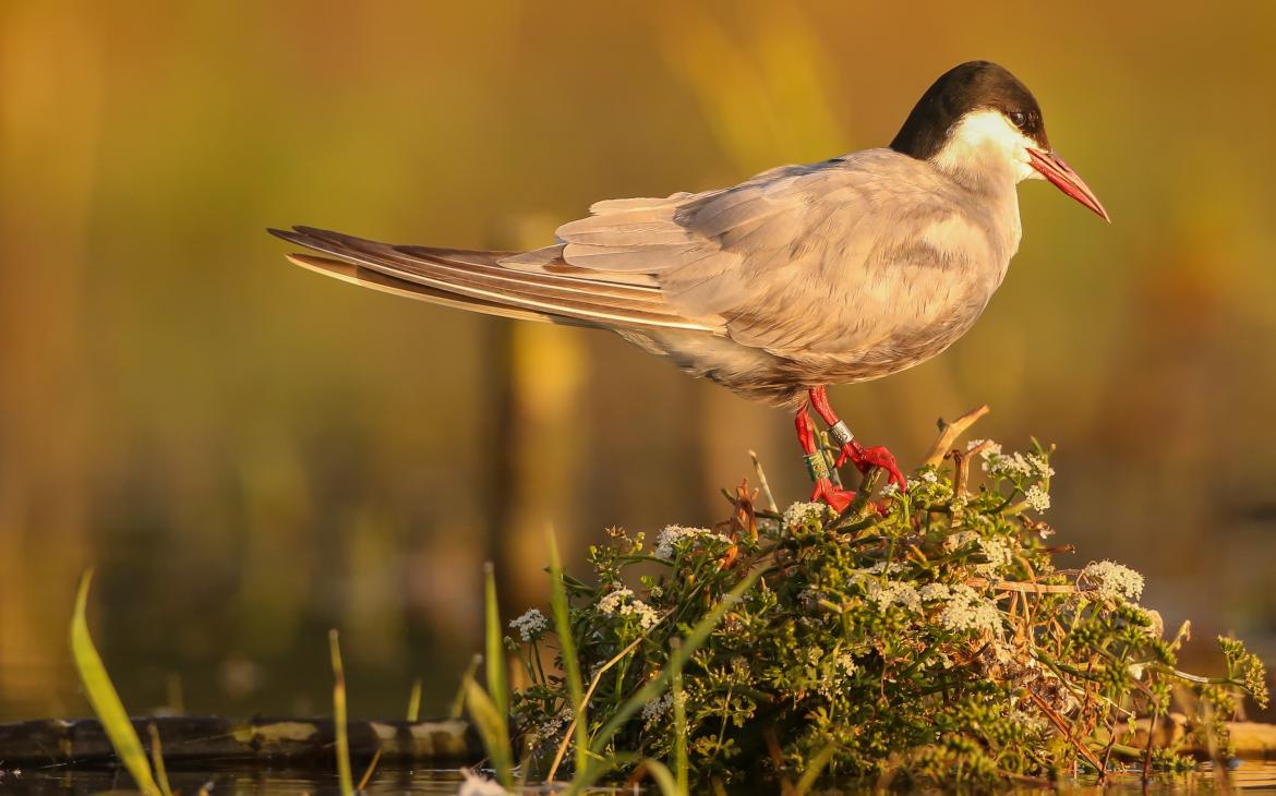 Une guifette moustac (Chlidonias hybrida) dans la Réserve nationale naturelle de Chérine, France