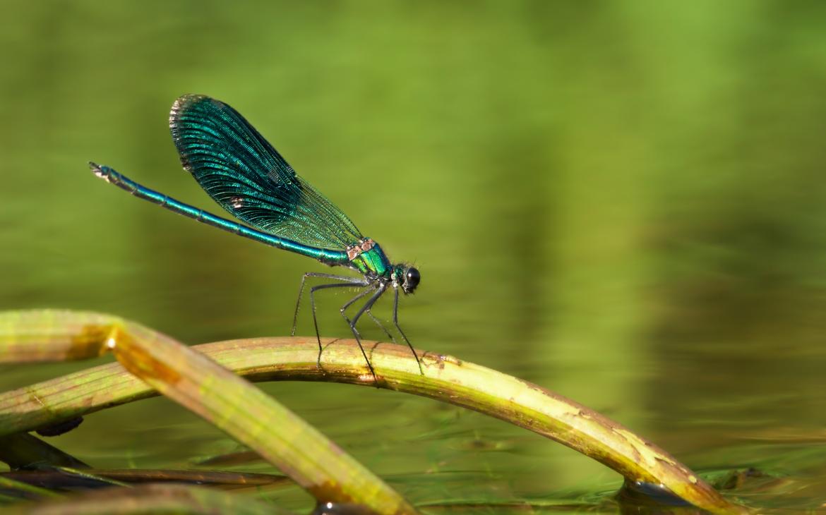 Un zygoptère (Zygoptera) sur la tige d'une plante en rivière