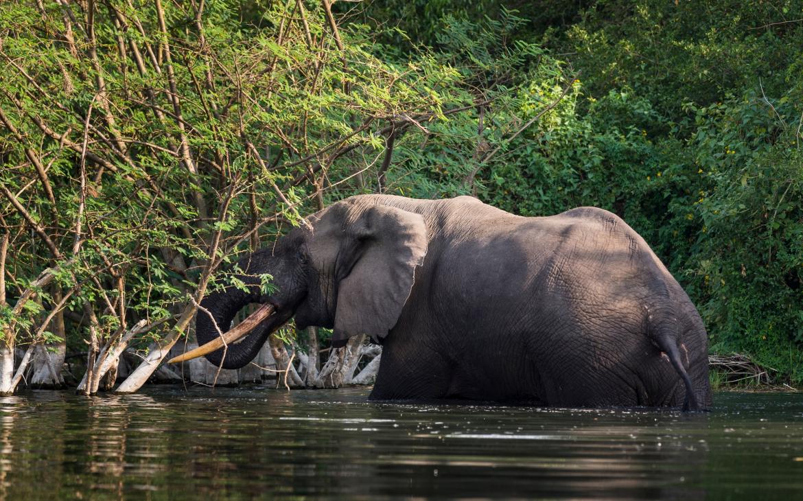 Un éléphant adulte se rafraîchissant dans le parc national du Virunga de la République Démocratique du Congo.