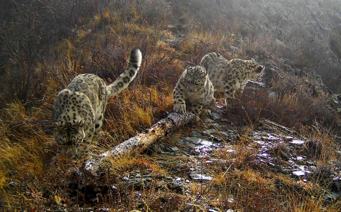 Une femelle léopard des neiges (Panthera Uncia) et ses petits en Russie.