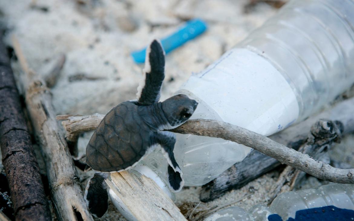 Une tortue à peine née se faufile à travers les déchets sur une plage de l'île Juani, Tanzanie