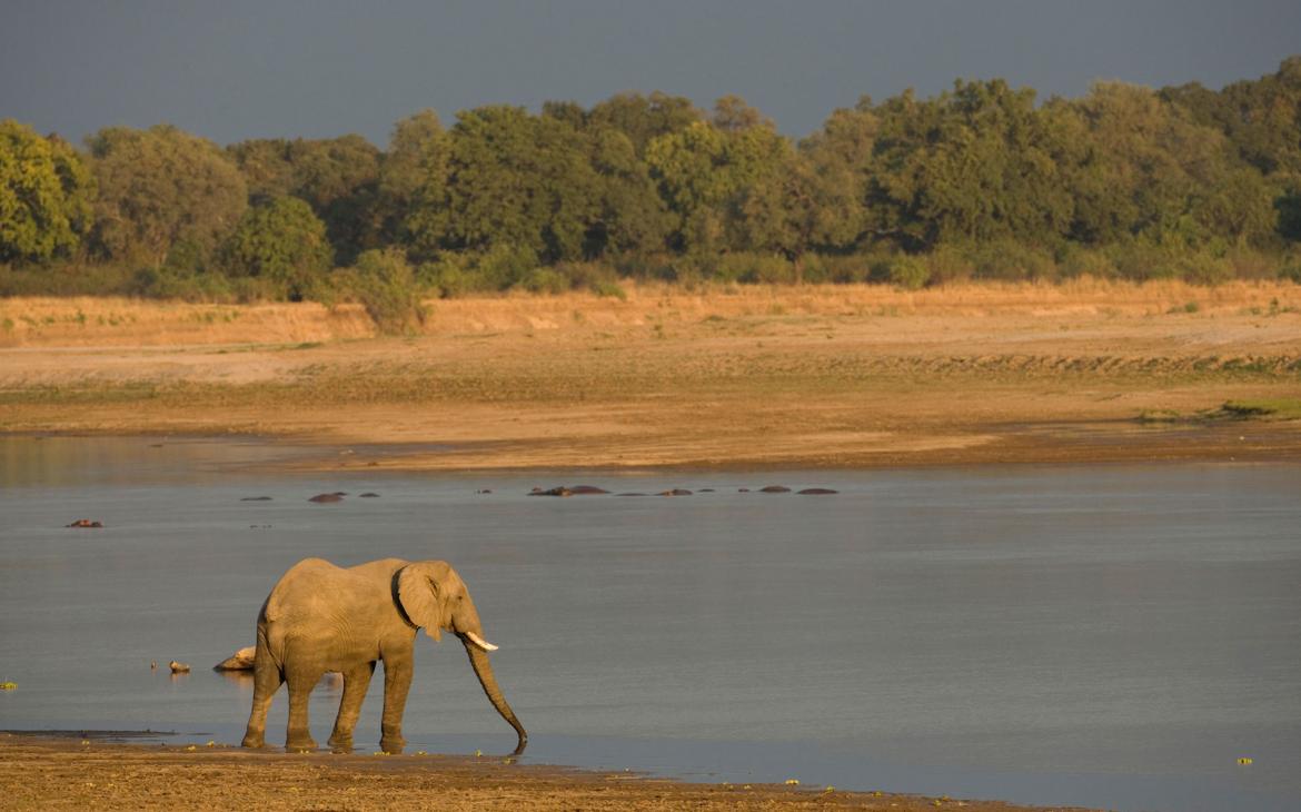 Un éléphant qui s'abreuve dans la rivière Luangwa en Zambie.