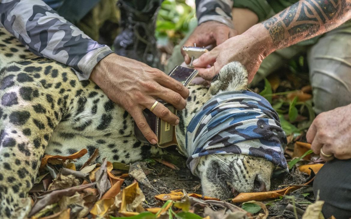Des biologistes posent un collier GPS sur un jaguar (Panthera onca) endormi, Station écologique de Maracá-Jipioca, Brésil.