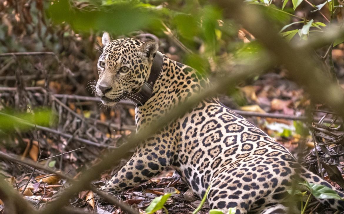 Un jaguar (Panthera onca) porte un collier GPS, île Maraca-Jipioca, Brésil.