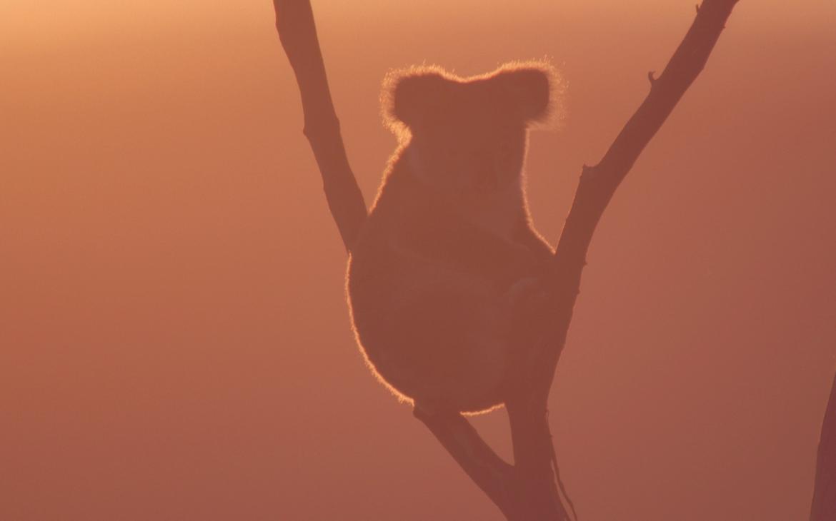 Silhouette d'un koala (Phascolarctos cinereus) sur une branche d'arbre