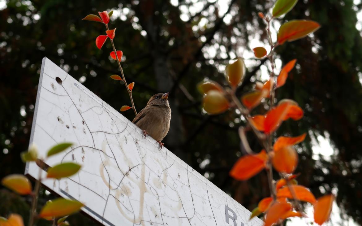 Oiseau perché sur une pancarte dans un zone humide à Montréal.