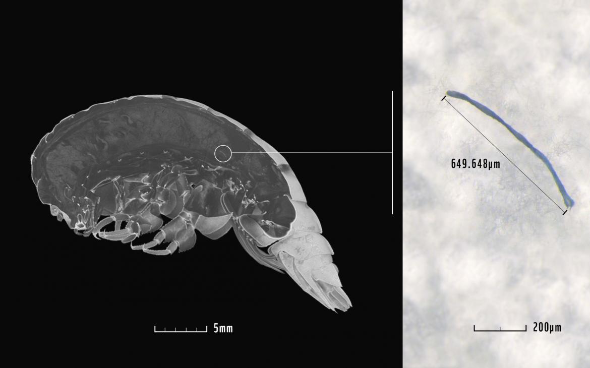 Eurythenes Plasticus - micro scan