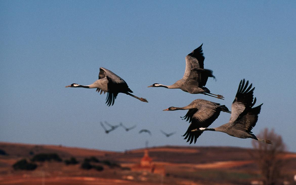 Grues cendrées en plein vol.