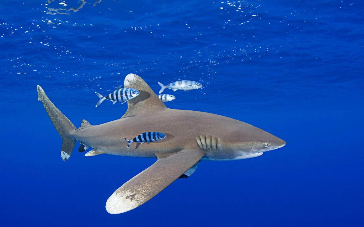 Requin océanique avec des poissons autour.