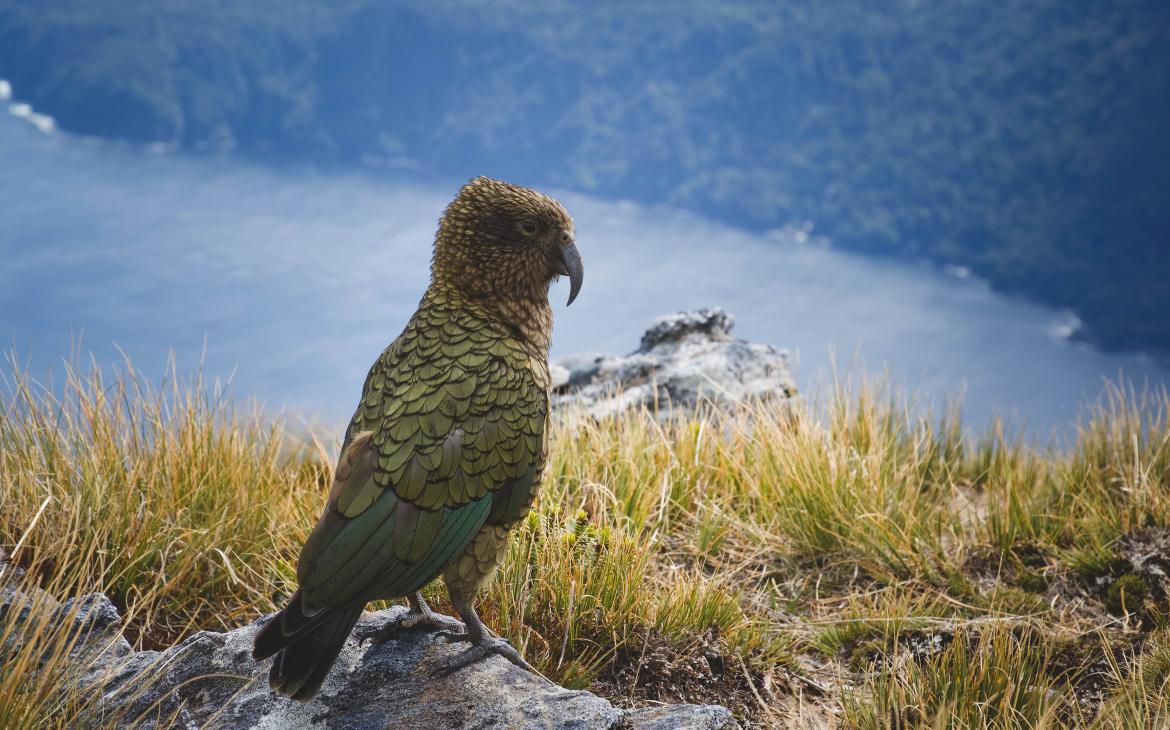 Oiseau Nestor kéa dans le parc national de Fiordland