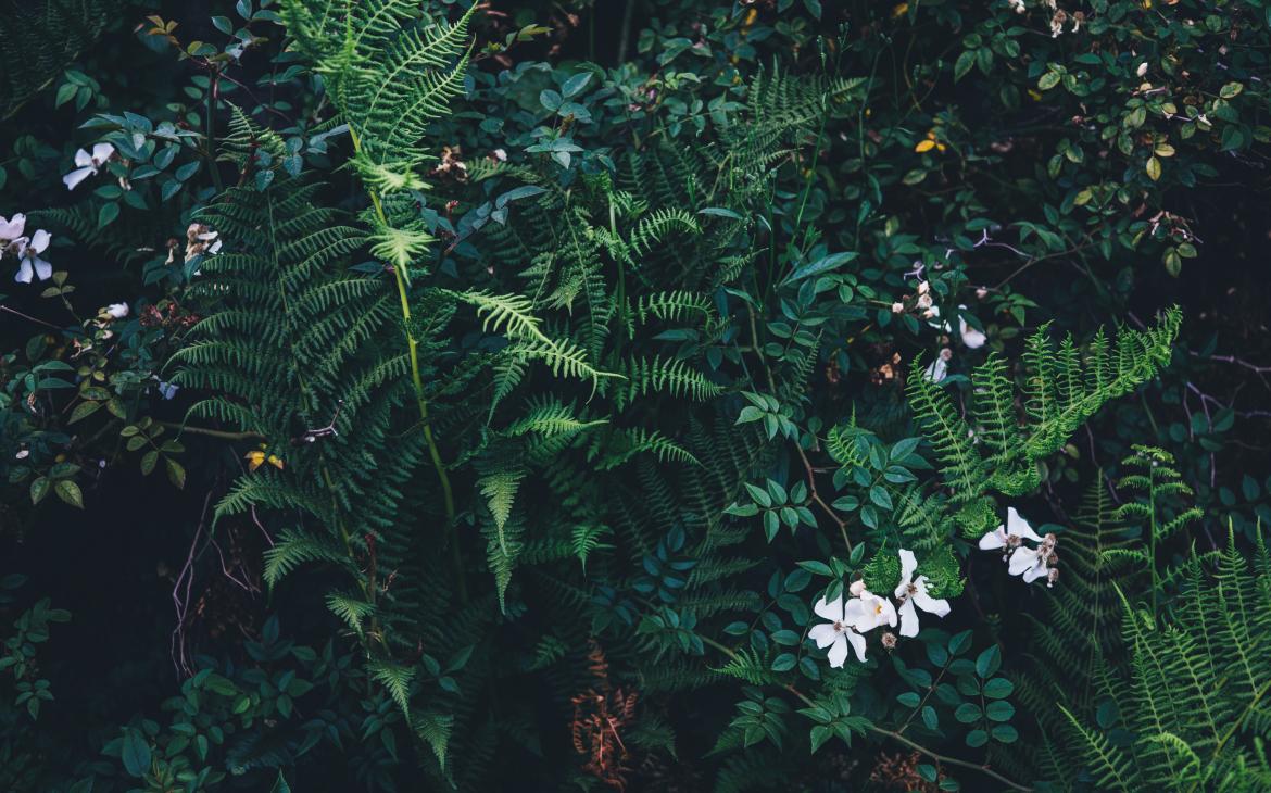 Plantes
