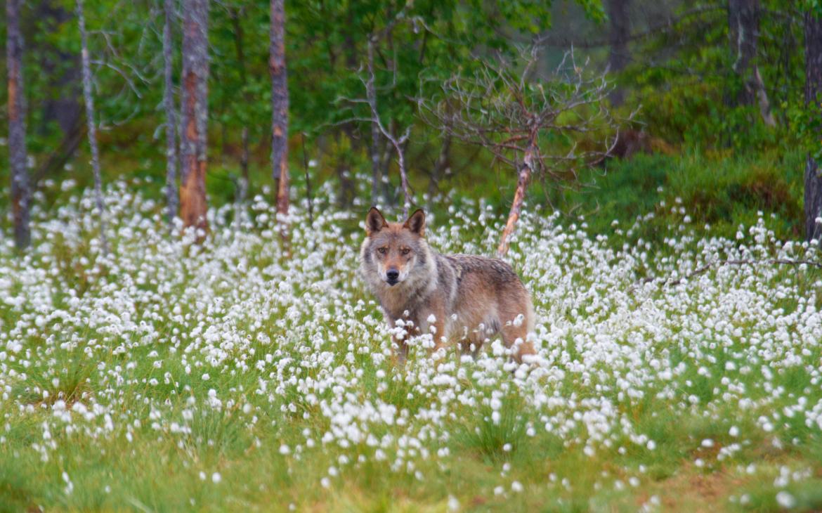 Un loup dans un champ de coton fixe l'objectif de la caméra. 