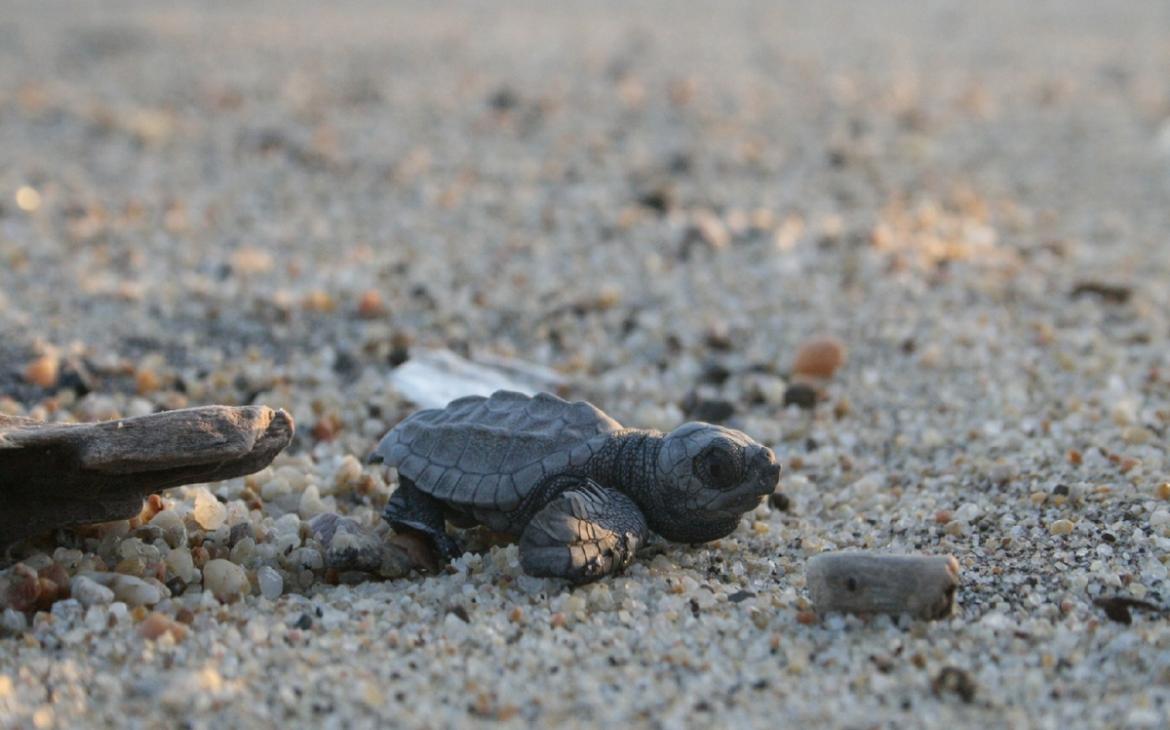 Bébé tortue imbriquée sur la plage