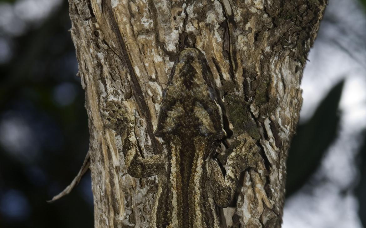 Gecko géant de Nouvelle-Calédonie agrippé à un tronc d'arbre.