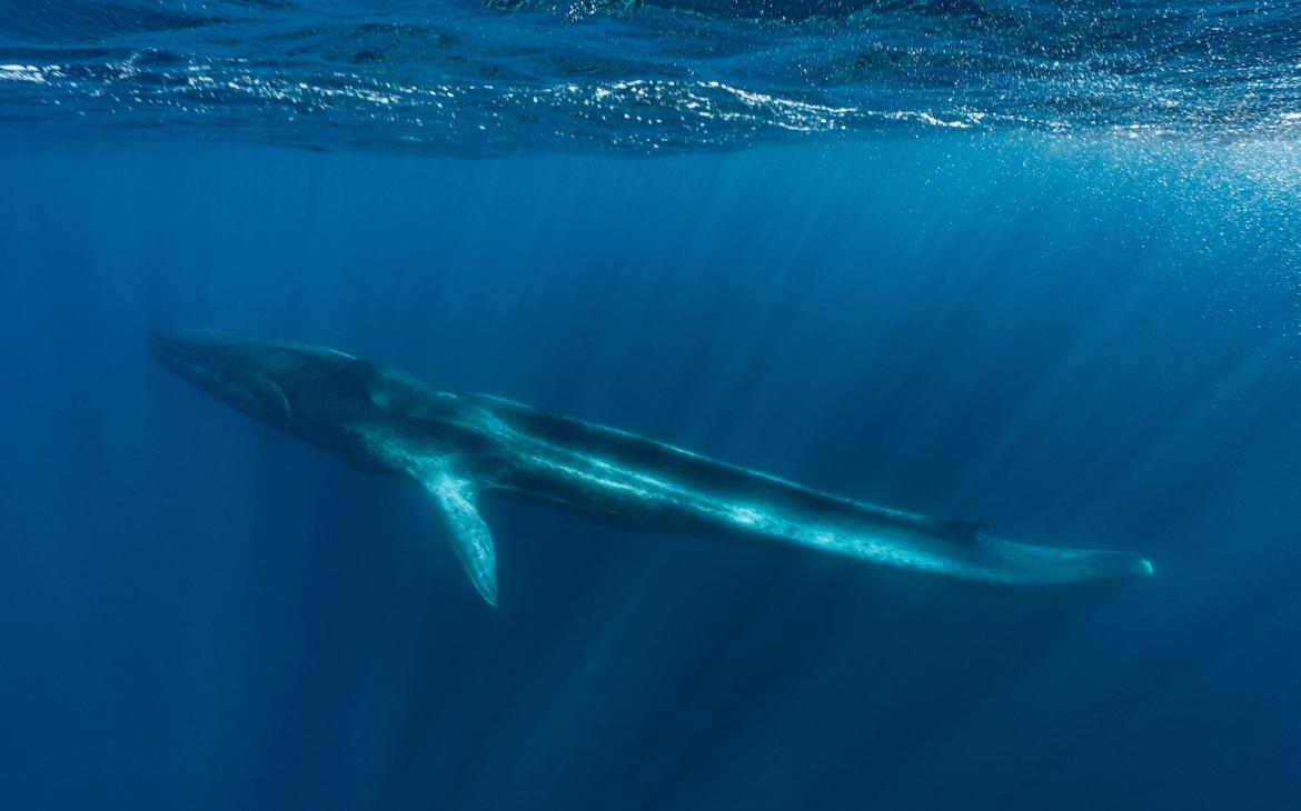 Fluker, un rorqual commun (Balaenoptera physalus) dont la nageoire caudale a été amputée, extrêmement maigre