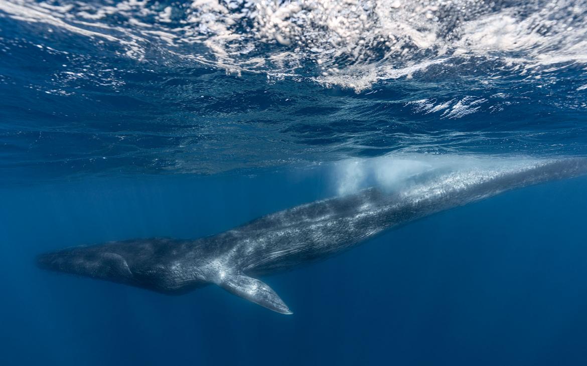 Fluker, un rorqual commun (Balaenoptera physalus) dont la nageoire caudale a été amputée, extrêmement maigre