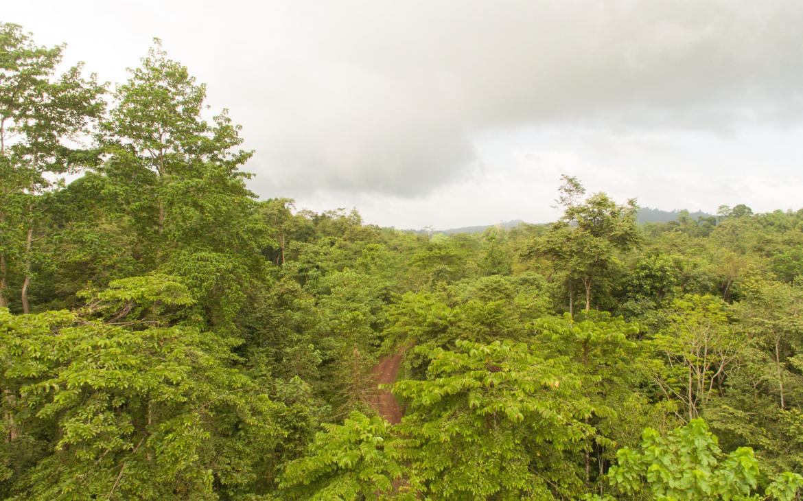 Vue aérienne de la réserve forestière du Bukit Piton, Lahad Datu, Sabah