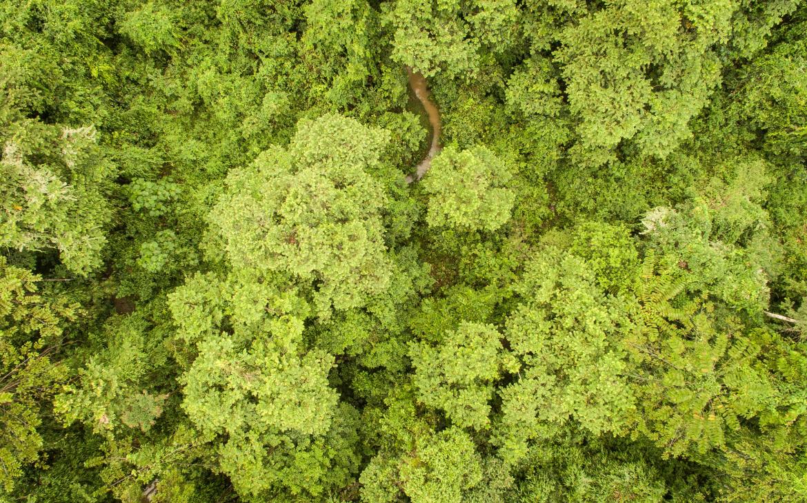 Vue aérienne de la réserve forestière du Bukit Piton, Lahad Datu, Sabah