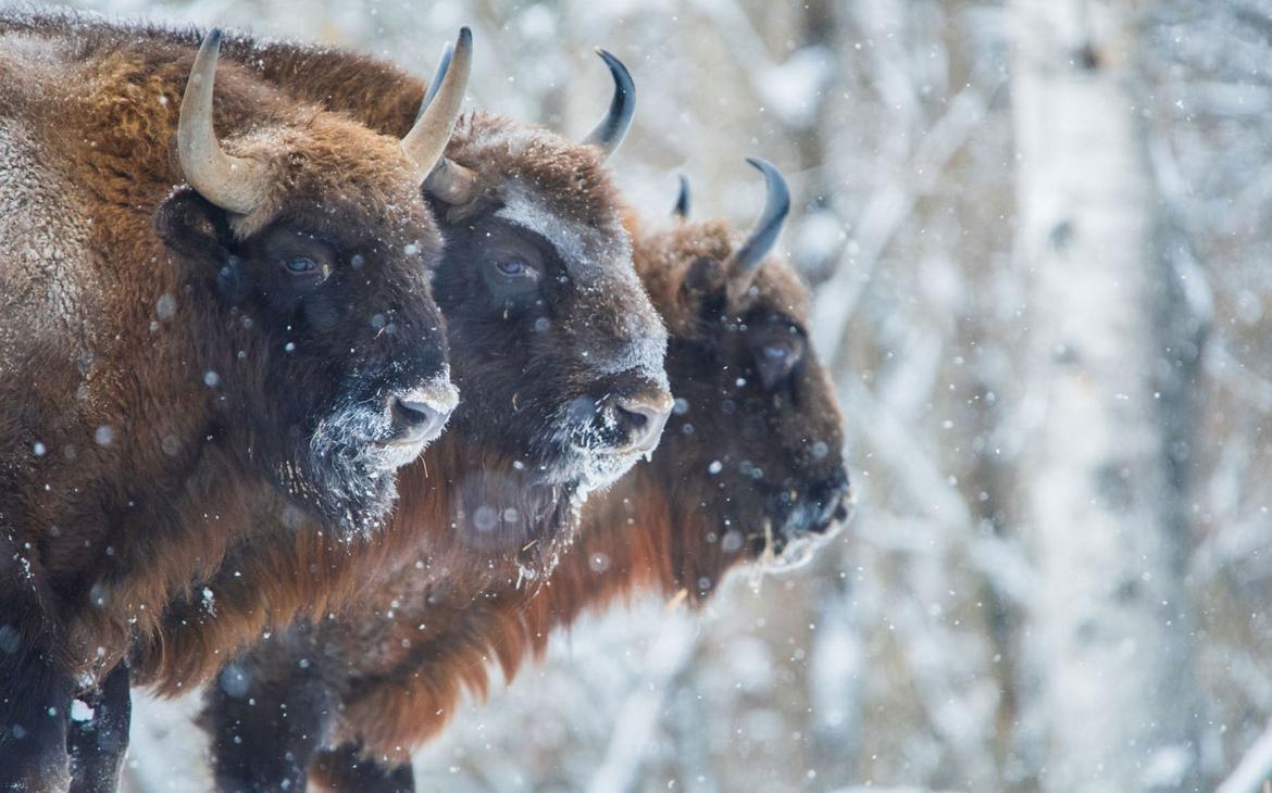 Trois bisons  d'Europe (Bison bonasus) dans réserve Kaluga Zaseki
