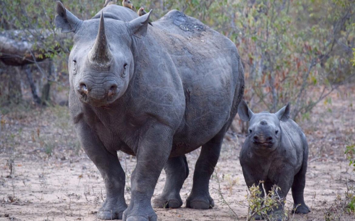 Rhinocéros noir (Diceros bicornis) et son rhinocéron, réserve Thornybush, Afrique du Sud