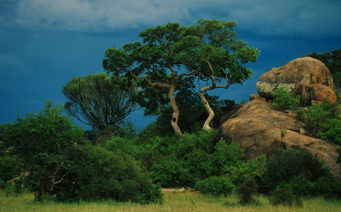 Parc National de Serengeti, Moru Kopjes, Tenzanie
