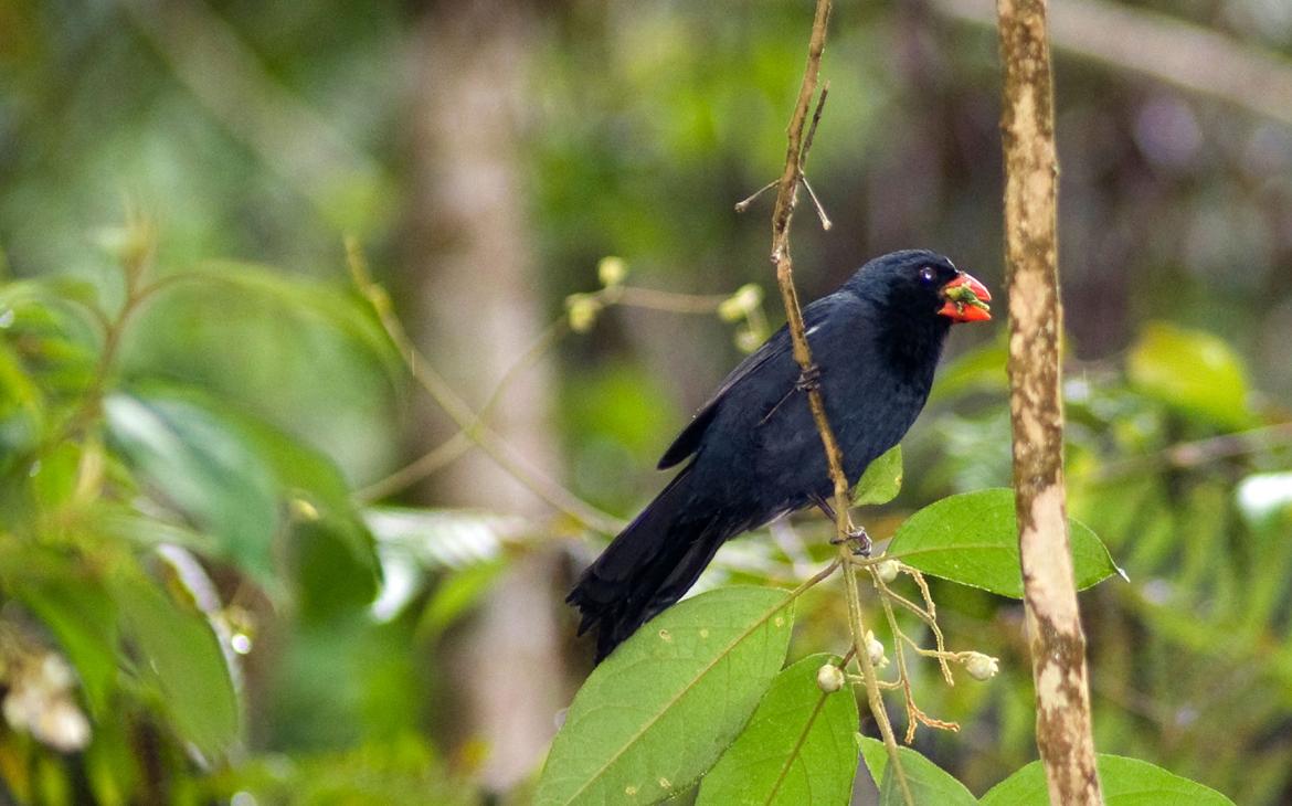 Gros-bec à gorge noire (Saltator fuliginosus), forêt atlantique, São Paulo, Brésil