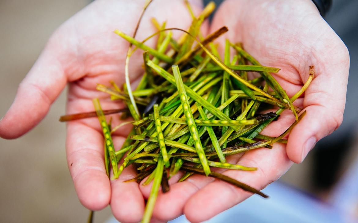 Gros plan d'une paire de mains tenant des graines d'herbe de mer récemment récoltées. Porthdinllaen, Pays de Galles, Royaume-Uni