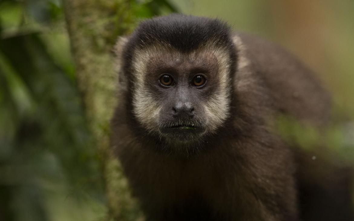 Singe capucin brun (Sapajus apella), Haut Paraná