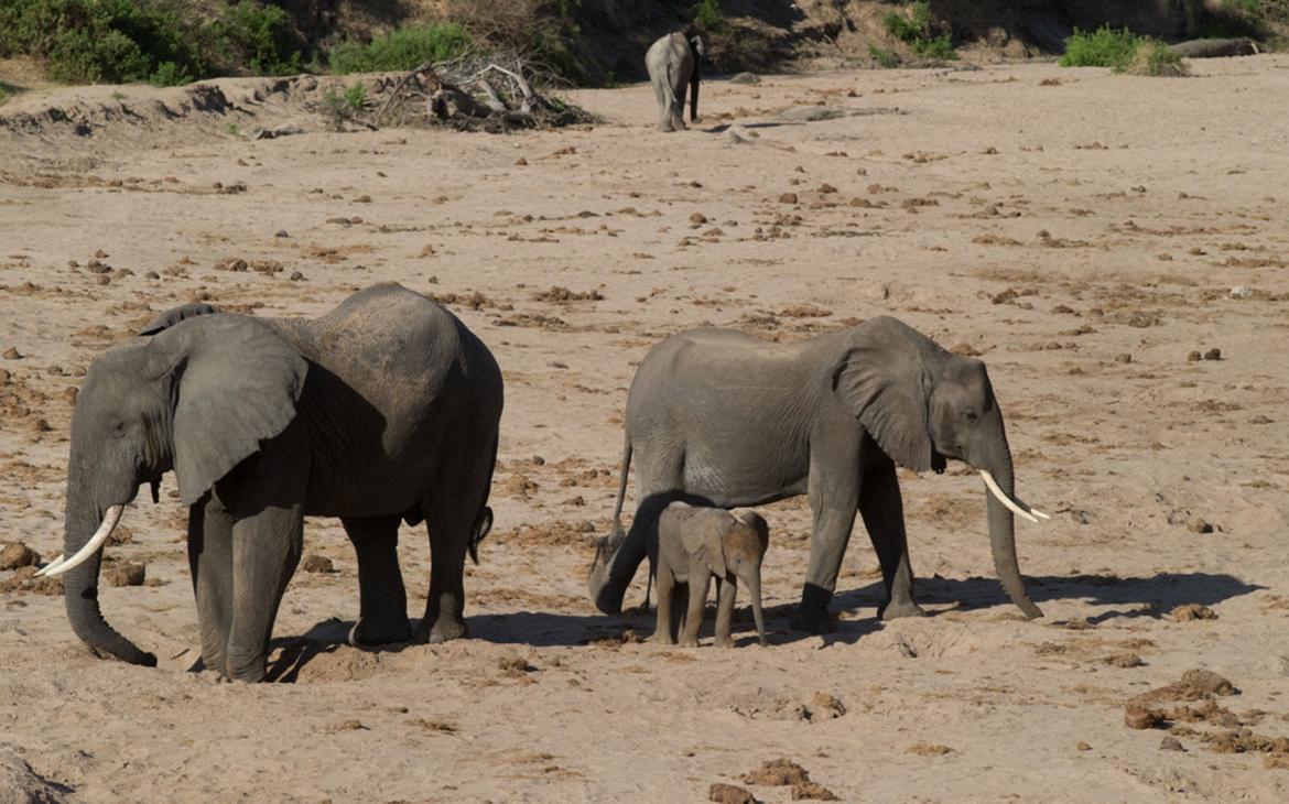 Éléphants (Loxodonta africana) dans le lit d'une rivière asséchée, réserve de Selous, Tanzanie