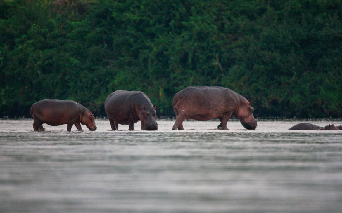 Groupe d'hippopotames (Hippopotamus amphibius) marchant dans l'eau, réserve de Selous, Tanzanie