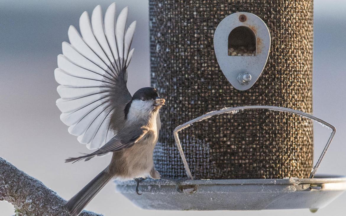 Mésange à saules (Poecile montanus) sur une mangeoire à oiseaux.