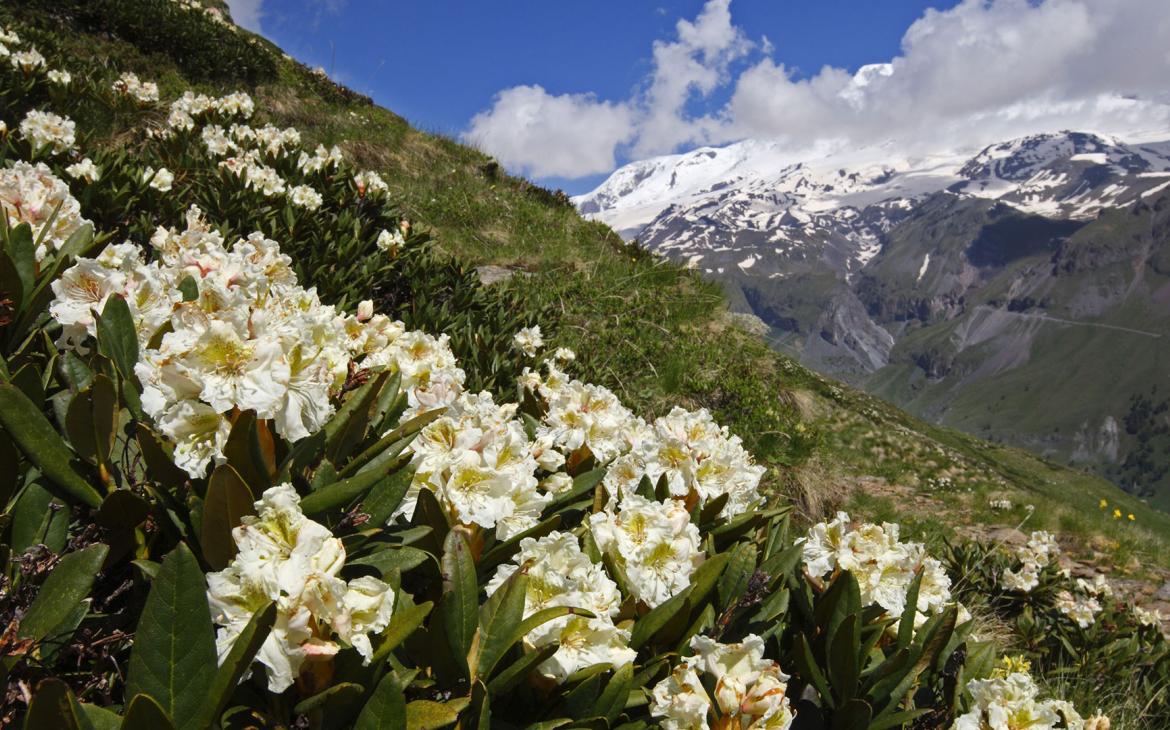 Fleurs de rhododendron caucasien (Rhododendron caucasium) avec le mont Elbrouz au loin, Caucase, Russie, juin 2008