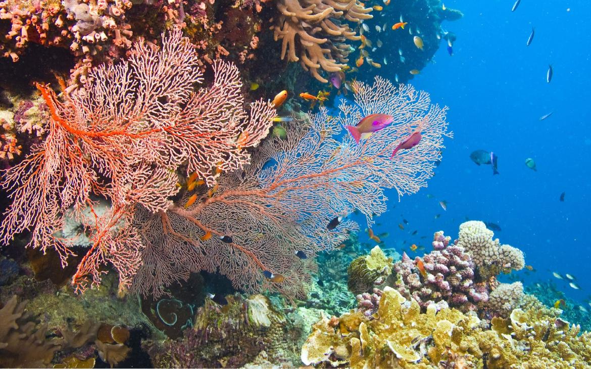 Coraux et poissons présents dans la Grande Barrière de Corail en Australie