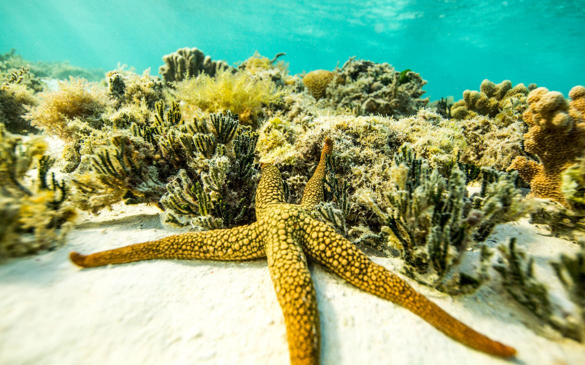 Etoile de mer (Asteroidea) au fond de l'eau dans la Grande Barrière de Corail